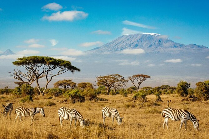 6 Days Masai Mara, Lake Nakuru and Amboseli Budget Group Safari - Day 5: Amboseli elephants beneath Kilimanjaro