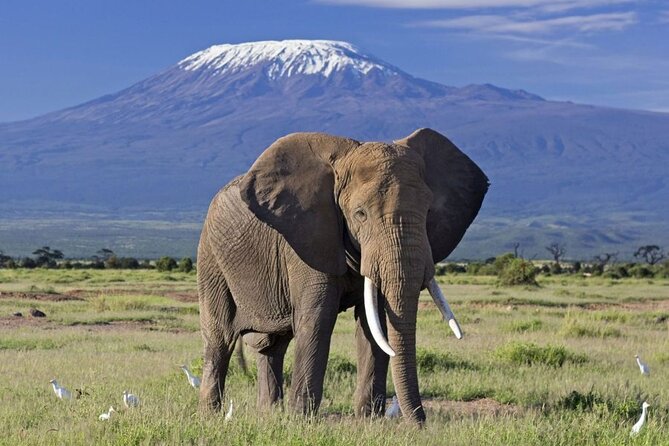 6 Days Masai Mara, Lake Nakuru and Amboseli Budget Group Safari - Day 6: One more Amboseli look, then Nairobi