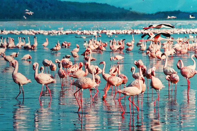 6-Days Masai Mara, Nakuru & Amboseli Group Safari on Landcruiser - Why this route works for a first Kenya safari