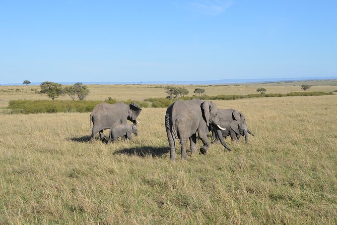 6-Days Masai Mara, Nakuru & Amboseli Group Safari on Landcruiser - Day 3: Leaving the Mara for Lake Nakuru