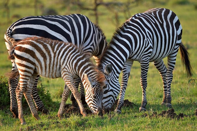 6-Days Masai Mara, Nakuru & Amboseli Group Safari on Landcruiser - Day 5: Elephants and possible Kilimanjaro views in Amboseli
