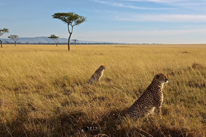 6-Days Masai Mara, Nakuru & Amboseli Group Safari on Landcruiser - Day 6: One last game drive before Nairobi