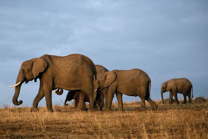 6 Days Masai Mara-Nakuru-Amboseli - Lodge Safari-Private 4X4 JEEP - Day 5: Elephants and Kilimanjaro in Amboseli