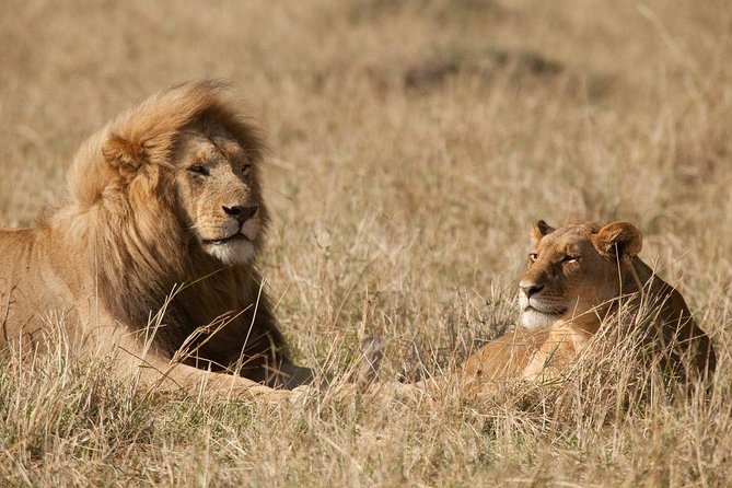 6 Days Masai Mara-Nakuru-Amboseli - Lodge Safari-Private 4X4 JEEP - Day 6: Dawn sightings and return to Nairobi