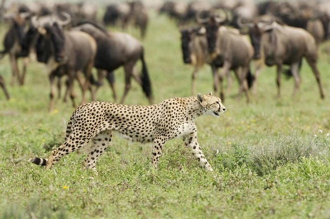 6 Days Masai Mara-Nakuru-Amboseli - Lodge Safari-Private 4X4 JEEP - The private Jeep is a major part of the value