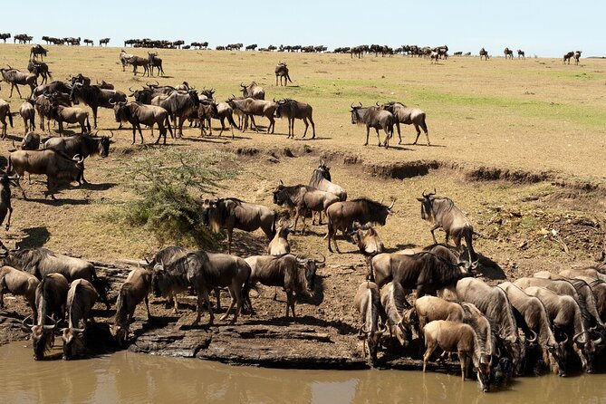 6-Days of Elephants, Wildebeest and Big 5: Kenya’s Classic Safari - Three Kenyan parks, one busy six-day route