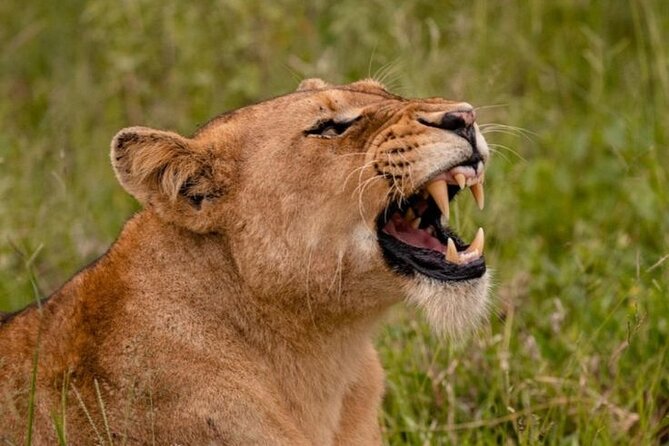 6-Days of Elephants, Wildebeest and Big 5: Kenya’s Classic Safari - Day four: arriving in Maasai Mara