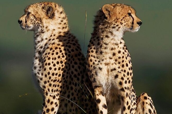 6-Days of Elephants, Wildebeest and Big 5: Kenya’s Classic Safari - Day six: Maasai culture and the return to Nairobi