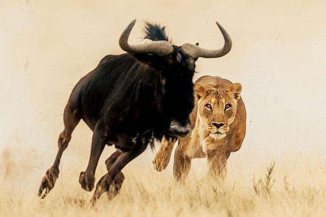 6-Days of Elephants, Wildebeest and Big 5: Kenya’s Classic Safari - Day two: a full day among Amboseli’s marshes