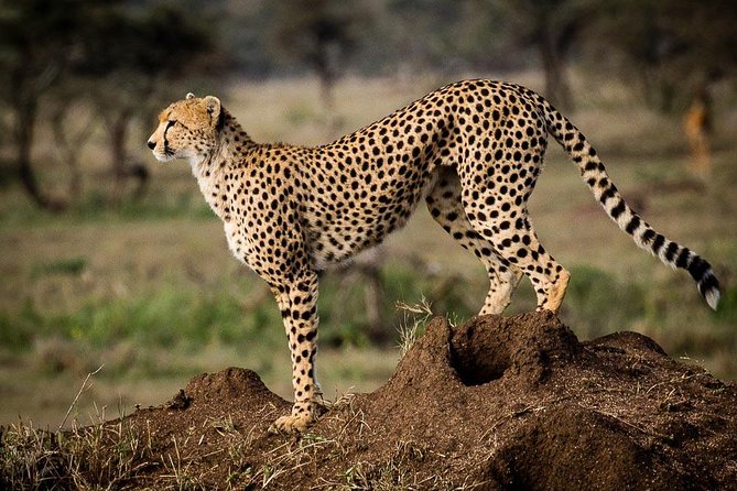 6 Days of Kenyan Wonders: Amboseli, Lake Nakuru, and Masai Mara - Meals, lodging, and comfort on the road