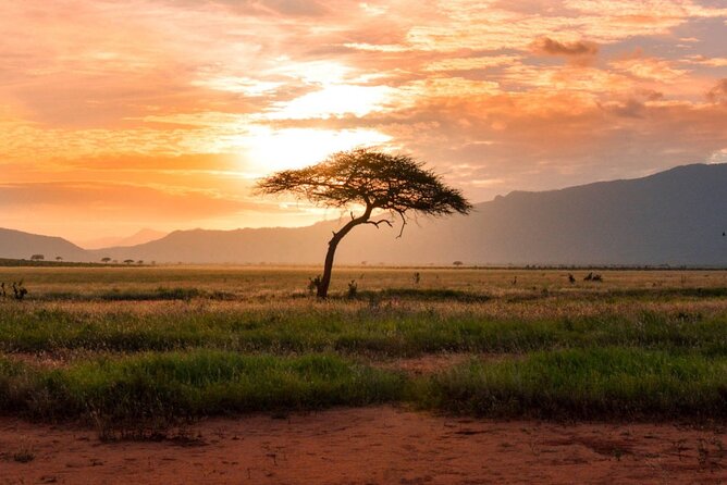 6 Days of Kenyan Wonders: Amboseli, Lake Nakuru, and Masai Mara - Day 2: A full day among Amboseli’s elephants