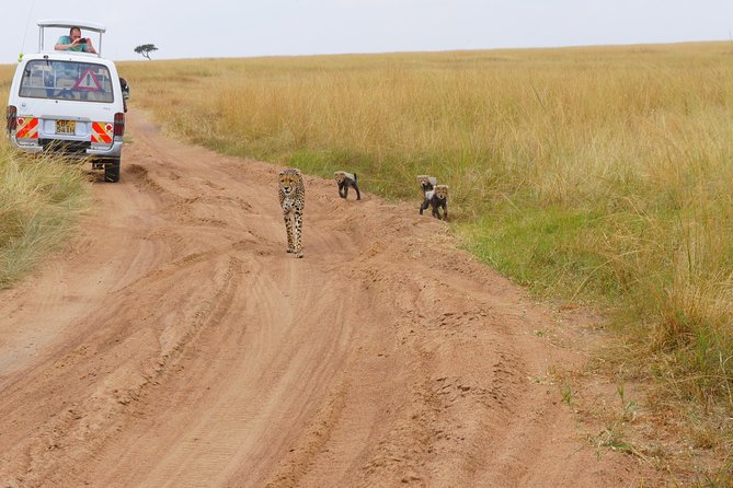 6 Days private safari package Kenya - Wildlife viewing: what you can reasonably expect