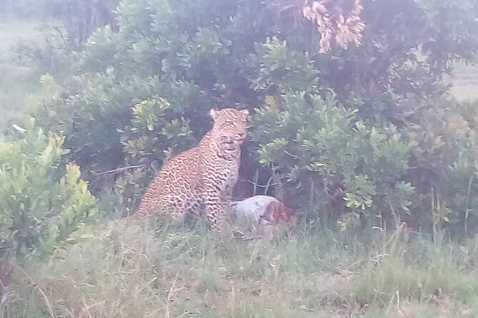 6 Days Safari to Samburu N/R, Aberdare N/P, Nakuru N/P and Maasai Mara N/R. - What the first morning in Aberdare adds