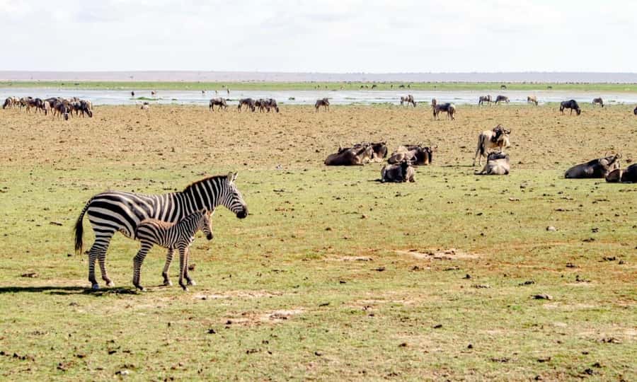 6 Days Small Group Safari To Masai Mara, Nakuru And Amboseli - Key points to know before booking