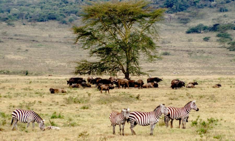 6 Days Small Group Safari To Masai Mara, Nakuru And Amboseli - Day 2: A full day among Mara predators