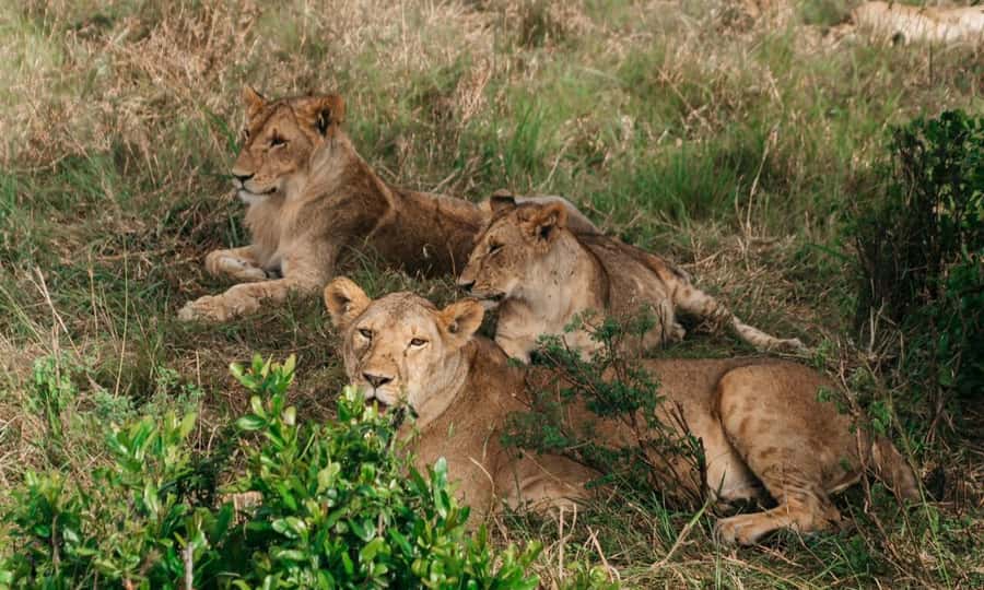 6 Days Small Group Safari To Masai Mara, Nakuru And Amboseli - Day 3: Leaving the Mara for Lake Nakuru
