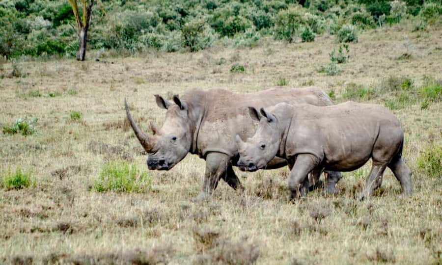 6 Days Small Group Safari To Masai Mara, Nakuru And Amboseli - Day 4: Rhinos at Nakuru, then a long run to Amboseli