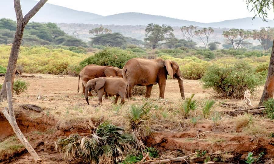 6 Days Small Group Safari To Masai Mara, Nakuru And Amboseli - Day 5: Elephants and Kilimanjaro in Amboseli