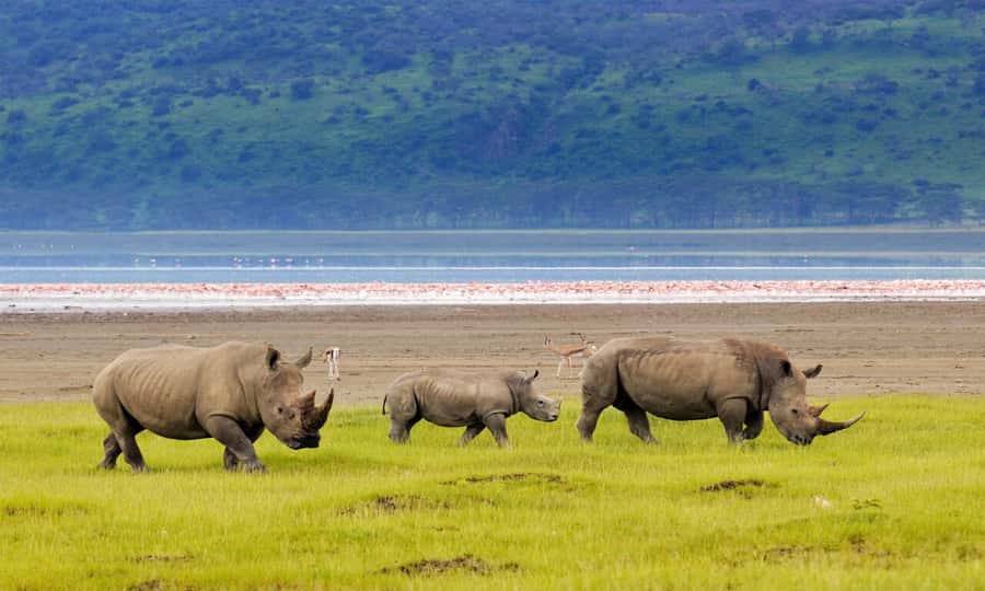 6 Days Small Group Safari To Masai Mara, Nakuru And Amboseli - Day 6: One last game drive, then Nairobi