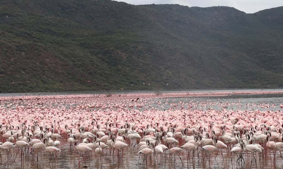 6 Days Small Group Safari To Masai Mara, Nakuru And Amboseli - Day 1: Nairobi, the Rift Valley, and first views of the Mara