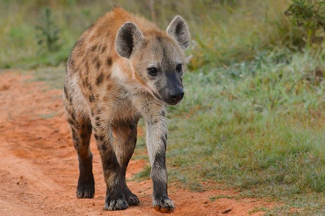 6 nights 7 days Masai Mara budget safari. - A Kenya safari built around variety