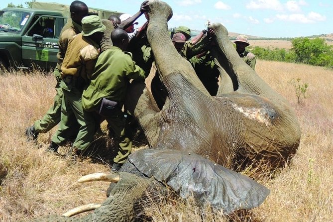 6 nights 7 days Masai Mara budget safari. - Day 1: Amboseli elephants and Ol Tukai Lodge