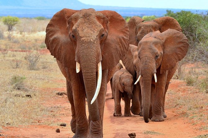 6Days Amboseli, Lake Nakuru and Masai Mara Camping Safari on Jeep - Day 5: Full-day Maasai Mara and the Mara River