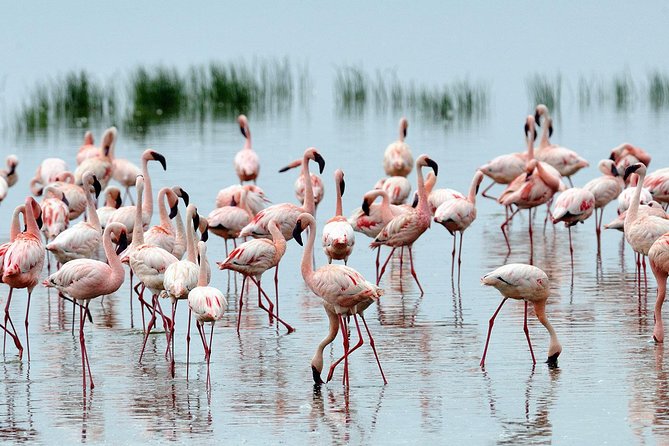 6Days Amboseli, Lake Nakuru and Masai Mara Camping Safari on Jeep - Day 6: Final morning drive and return to Nairobi