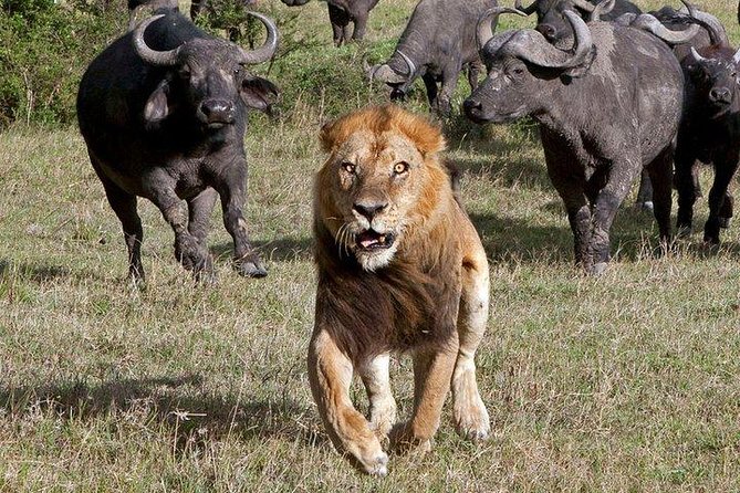 6Days Amboseli, Lake Nakuru and Masai Mara Camping Safari on Jeep - Camping comfort, food, and what is included
