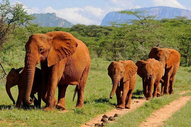 6Days Amboseli, Lake Nakuru and Masai Mara Camping Safari on Jeep - Day 2: A full Amboseli game-drive day