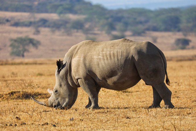 6days Masai mara-lake nakuru via Lake naivasha-Amboseli 4x4 jeep Safari - The final morning and return to Nairobi