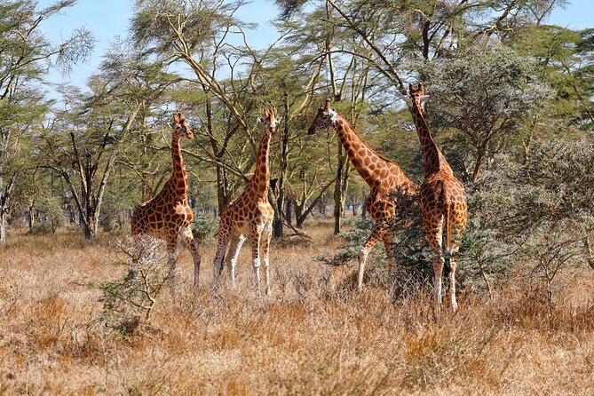 6days Masai mara-lake nakuru via Lake naivasha-Amboseli 4x4 jeep Safari - From the Mara to Naivasha and Lake Nakuru