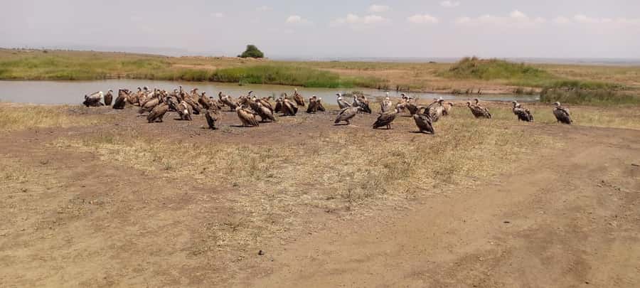 6hrs of Birdwatching in Nairobi National park - Dry forest birds and the value of a good spotter