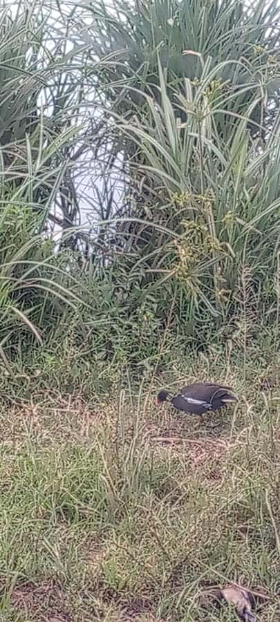 6hrs of Birdwatching in Nairobi National park - Grassland birds and open views