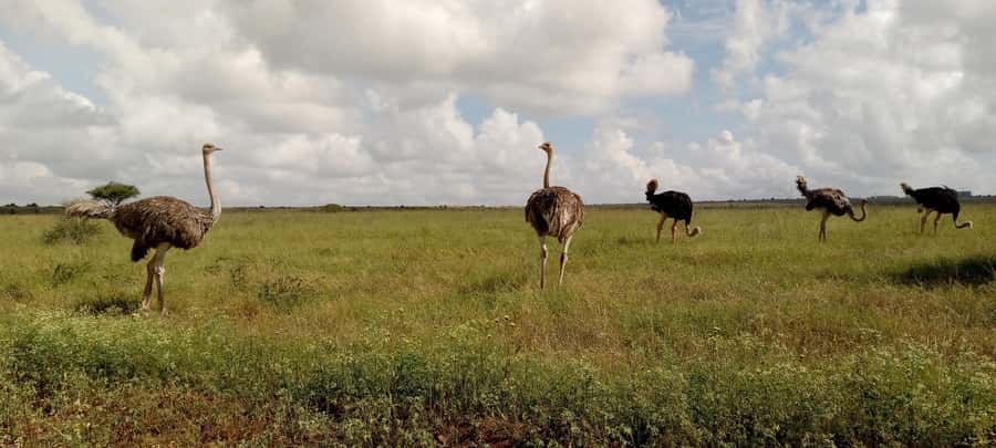6hrs of Birdwatching in Nairobi National park - The guides and the learning side