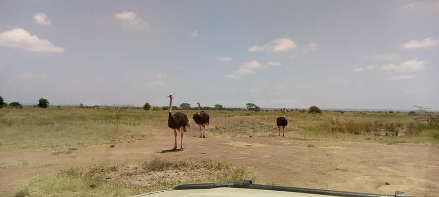 6hrs of Birdwatching in Nairobi National park - Your bird list after the park