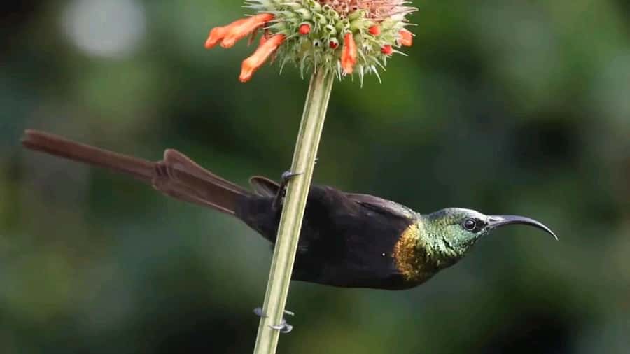 6hrs of Birdwatching in Nairobi National park - Starting early from Nairobi