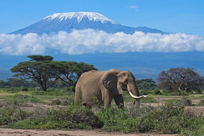7 Day Maasai Mara, Lake Nakuru, Lake Naivasha and Amboseli Safari - Day 2: A full Maasai Mara game day