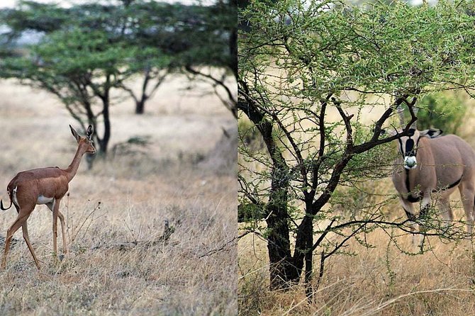 7 Day Maasai Mara, Lake Nakuru, Lake Naivasha and Samburu Safari - Day 1: The Great Rift Valley and the first Mara drive