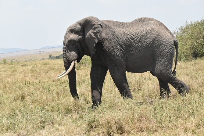 7 Day Private Jeep Safari, 5 star lodges with Balloon Ride Kenya - Day 6: A full day beneath Mount Kilimanjaro