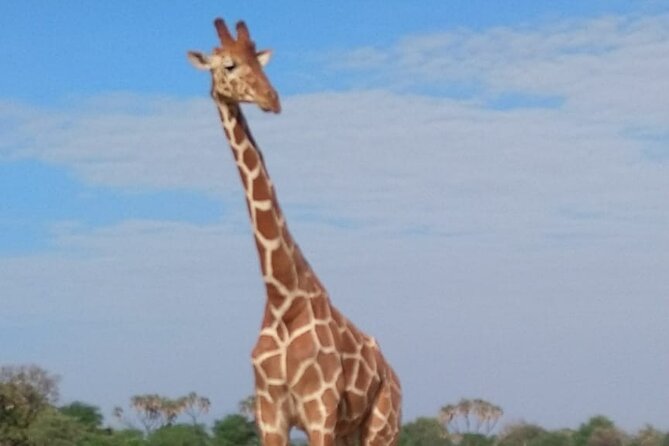 7-Day Private Safari to Amboseli National Park and Masai Mara - Day four: rhinos and birds at Lake Nakuru