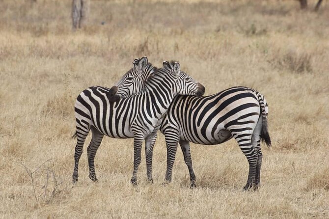 7-Day Private Safari to Amboseli National Park and Masai Mara - Day six: make the Mara day your own