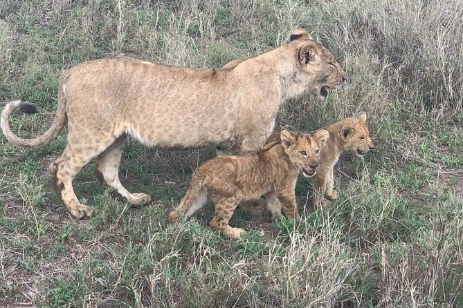 7-Day Private Safari to Amboseli National Park and Masai Mara - Day seven: the road back to Nairobi