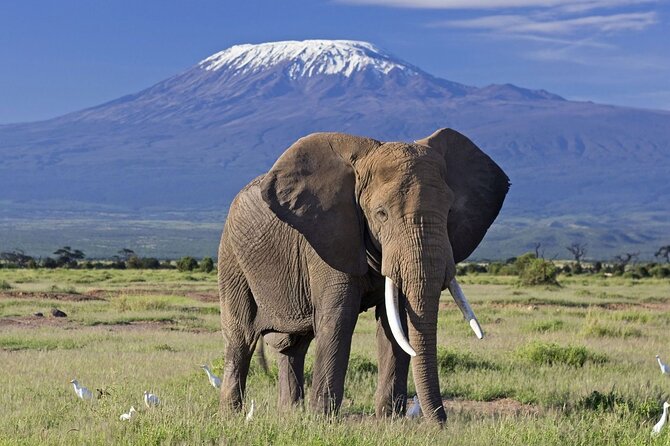 7-Day Private Tour in Kenya National Parks From Nairobi / Mombasa - Four Parks and Lakes in Seven Days