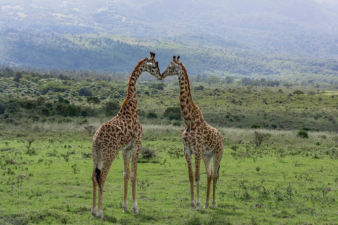7-Day Private Tour in Kenya National Parks From Nairobi / Mombasa - Day 6: Amboseli Game Drives and Observation Hill