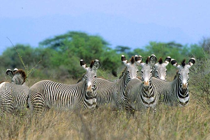 7-Day Private Tour in Kenya National Parks From Nairobi / Mombasa - Day 7: A Morning Drive Back to Nairobi