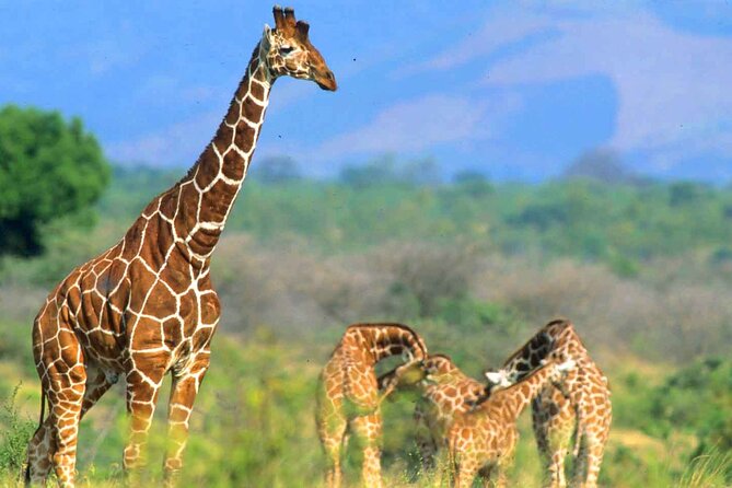 7-Day Private Tour in Kenya National Parks From Nairobi / Mombasa - What the $2,550 Price Covers