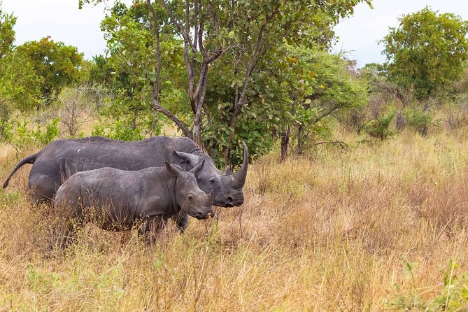 7-Day Private Tour in Kenya National Parks From Nairobi / Mombasa - Day 3: Rhinos and Flamingos at Lake Nakuru