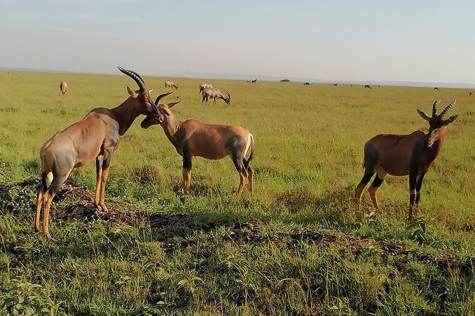7-Day Safari to Maasai Mara, Lake Naivasha and Amboseli from Nairobi - Day 5: The long road to Amboseli