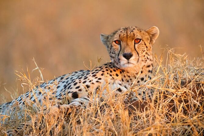 7-Day Safari to Maasai Mara, Lake Naivasha and Amboseli from Nairobi - Day 2: A full Maasai Mara day near the Mara River